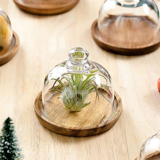 Mini Glass Dome